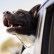 Cómo viajar con mascotas en tu coche de forma segura