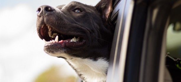 Cómo viajar con mascotas en tu coche de forma segura