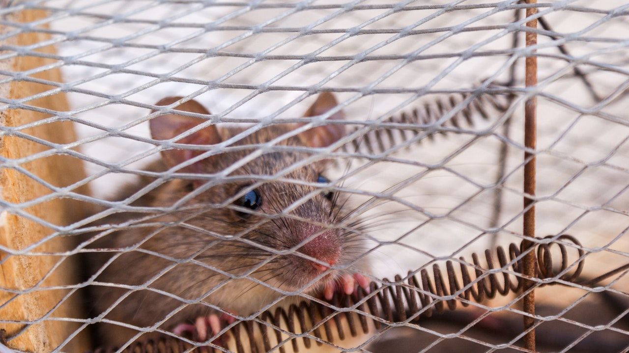 Cómo evitar las plagas en casa sin llamar al exterminador